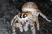Jumping Spider (Opisthoncus parcedentatus) (Opisthoncus parcedentatus)